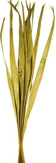 95cm Dried Palm Leaves - Gold