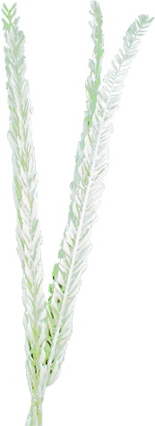 100cm Dried Date Palm Leaves - White