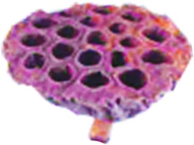 9cm w/ 10cm stem Lotus Pod - Natural