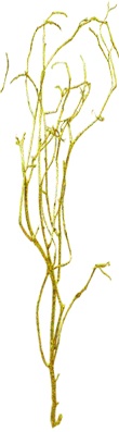 1m Glittered Barren Branches - Gold