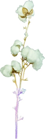 Cotton Tree Branch w/ Blackberry Stem