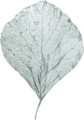 Cobra Leaf, 15cm-25cm