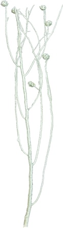 Twig Bundle w/ Pine Cones - Silver