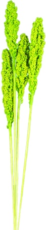 Indian Corn - Lime Green