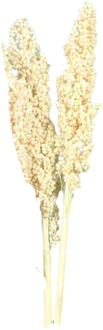 20cm Indian Corn Bleach