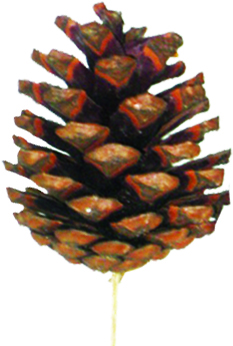 Pine Cone Natural 7-8cm