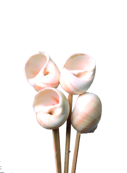 Shark Eye Seashell on 20cm Stick