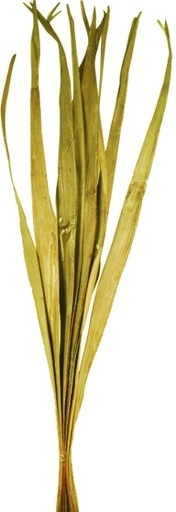 [GL164] 95cm Dried Palm Leaves - Gold