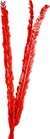 [GL171] 100cm Dried Date Palm Leaves - Red