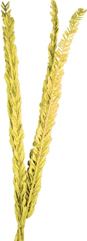 [GL172] 100cm Dried Date Palm Leaves - Gold