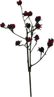 [GL089] 22.5cm Moringa Spray