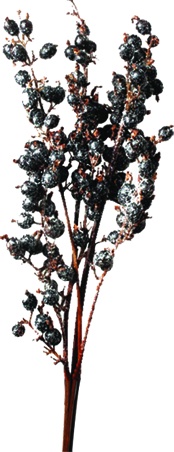 [GL138] 55cm Dried Blackberry Spray