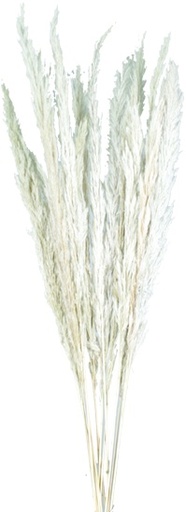 [GL189] Golden Stick Grass - White
