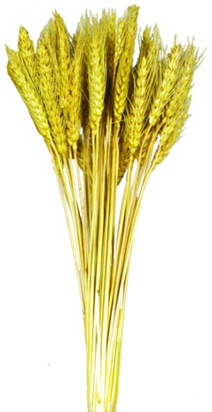 [GL190] Wheat Bundle - Golden Yellow, 100g (50-70 pcs)