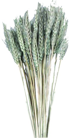 [GL191] Wheat Bundle - Silver, 100g (50-70 pcs)