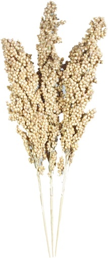 [GL195] Indian Corn