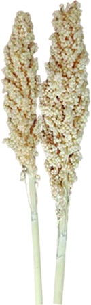 [GL210] Indian Corn Bleach