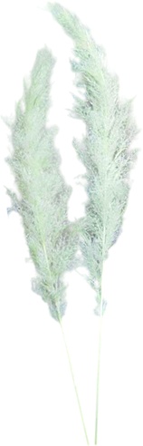 [GL215] Golden Stick Flower - White