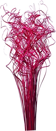 [GL073-R] 70cm Curly Sticks - Red