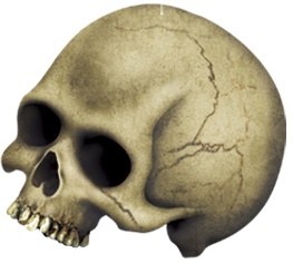 [00783] 1m Skull Whirls