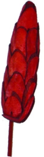 [GL118-40-R] 7cm Sola Pine on 10cm Stem - Red
