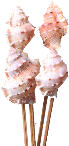 [GL145] Murex Seashell on 20cm Stick