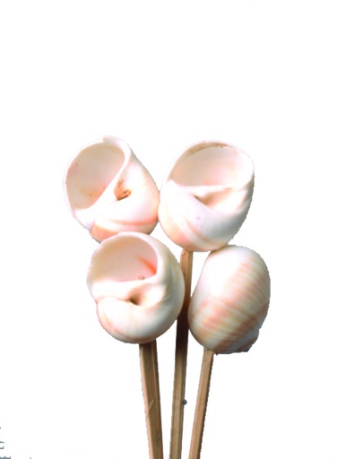 [GL146] Shark Eye Seashell on 20cm Stick